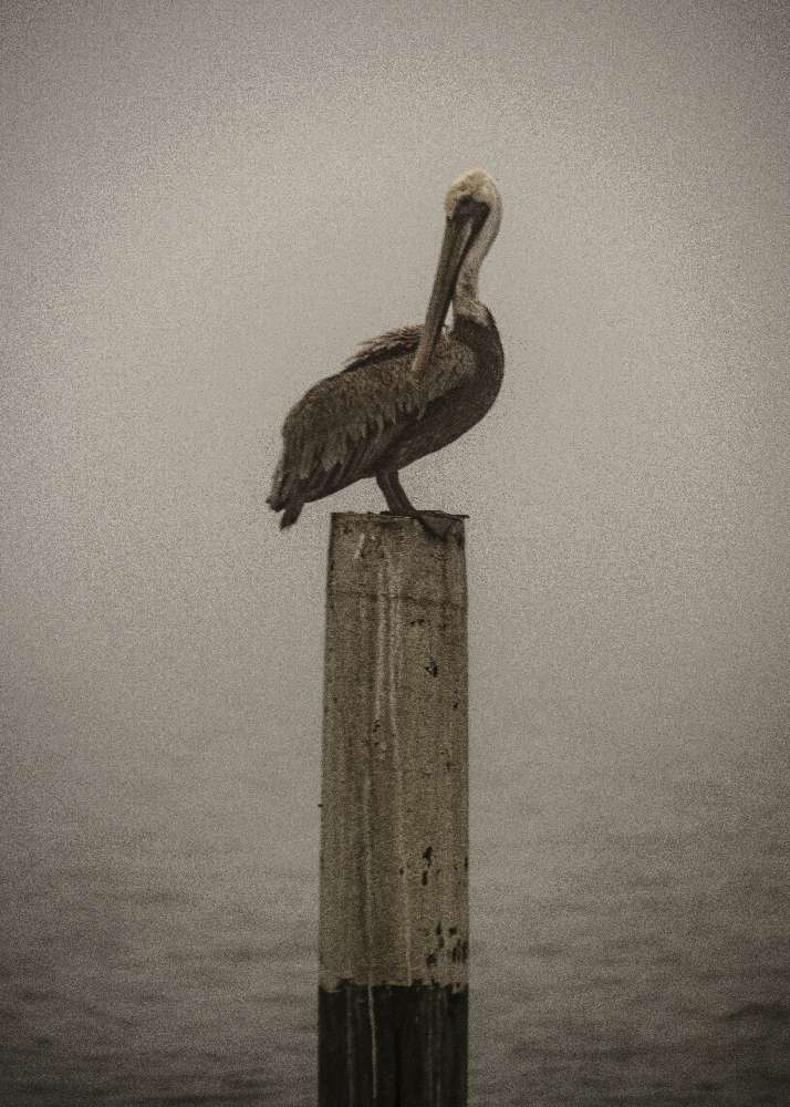 brown pelican on a wooden post on a cloudy and foggy day